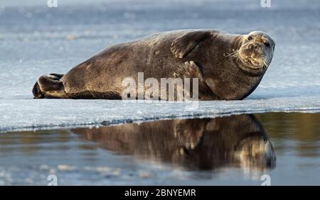 Robbe auf einer Eisscholle. Die bärtige Dichtung, auch die quadratische Flipperdichtung genannt. Wissenschaftlicher Name: Erignathus barbatus. Weißes Meer, Russland Stockfoto