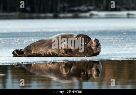 Robbe auf einer Eisscholle. Die bärtige Dichtung, auch die quadratische Flipperdichtung genannt. Wissenschaftlicher Name: Erignathus barbatus. Weißes Meer, Russland Stockfoto