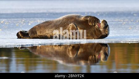 Robbe auf einer Eisscholle. Die bärtige Dichtung, auch die quadratische Flipperdichtung genannt. Wissenschaftlicher Name: Erignathus barbatus. Weißes Meer, Russland Stockfoto