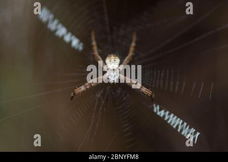 Orb-Weaver Spider, Argiope sp, mit schneckenartig gemustertem Netz stabilimentum, Klungkung, Bali, Indonesien Stockfoto