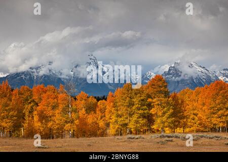 WY04368-00...WYOMING - Herbstfarben in einem Espenhain am Snake River im Grand Teton National Park. Stockfoto