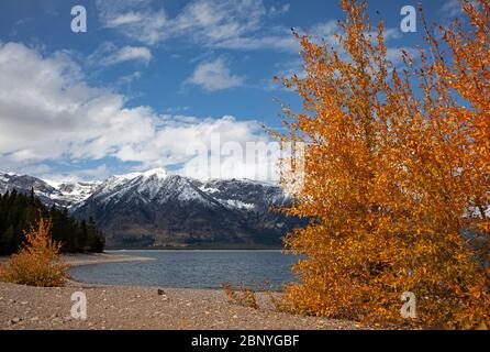 WY04372-00....WYOMING - Blick auf die schneebedeckte Teton Range vom Coulter Bay Lakeshore Trail am Jackson Lake im Grand Teton National Park. Stockfoto