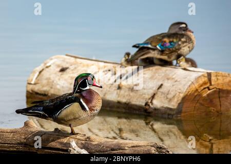 Familie der Holzenten (Aix sponsa) Colorado, USA 2020 Stockfoto