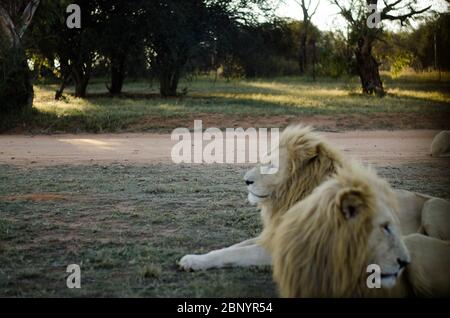 Eine entspannte Gruppe von Löwen, die in einem Savannenhintergrund in einem Naturschutzpark in Johannesburg, Südafrika, von der Kamera wegschauen. Stockfoto