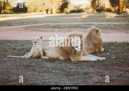 Eine entspannte Gruppe von Löwen, die in einem Savannenhintergrund in einem Naturschutzpark in Johannesburg, Südafrika, von der Kamera wegschauen. Stockfoto