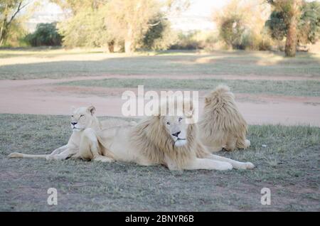 Eine entspannte Gruppe von Löwen, die in einem Savannenhintergrund in einem Naturschutzpark in Johannesburg, Südafrika, von der Kamera wegschauen. Stockfoto