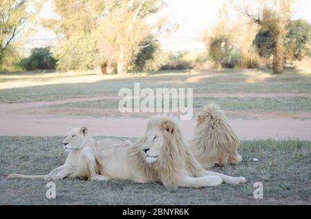 Eine entspannte Gruppe von Löwen, die in einem Savannenhintergrund in einem Naturschutzpark in Johannesburg, Südafrika, von der Kamera wegschauen. Stockfoto