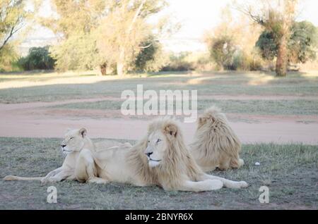 Eine entspannte Gruppe von Löwen, die in einem Savannenhintergrund in einem Naturschutzpark in Johannesburg, Südafrika, von der Kamera wegschauen. Stockfoto