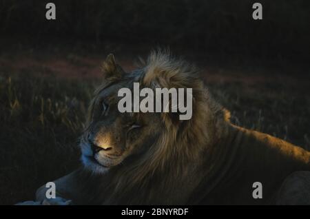 Ein entspannter Löwe, der in einem Savannenhintergrund in einem Naturschutzpark in Johannesburg, Südafrika, von der Kamera wegschaut. Stockfoto