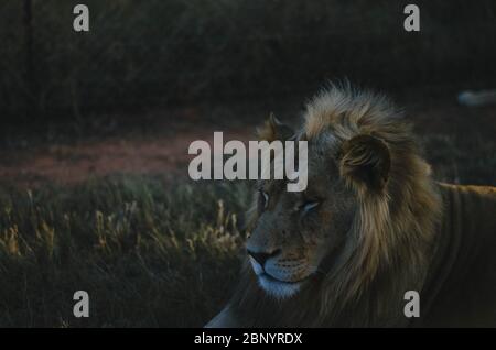 Ein entspannter Löwe, der in einem Savannenhintergrund in einem Naturschutzpark in Johannesburg, Südafrika, von der Kamera wegschaut. Stockfoto