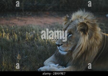 Ein entspannter Löwe, der in einem Savannenhintergrund in einem Naturschutzpark in Johannesburg, Südafrika, von der Kamera wegschaut. Stockfoto