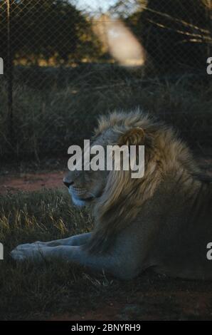 Ein entspannter Löwe, der in einem Savannenhintergrund in einem Naturschutzpark in Johannesburg, Südafrika, von der Kamera wegschaut. Stockfoto