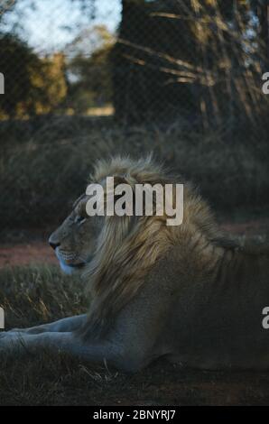 Ein entspannter Löwe, der in einem Savannenhintergrund in einem Naturschutzpark in Johannesburg, Südafrika, von der Kamera wegschaut. Stockfoto