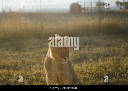 Ein Löwenjunges, das von der Kamera wegschaut, mit einem Savannenhintergrund in einem Erhaltungszentrum in Johannesburg, Südafrika. Stockfoto