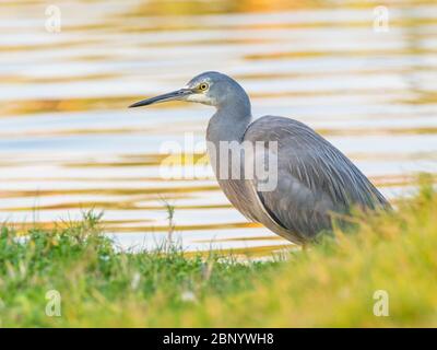 Ein Weißgesichter-Reiher (Egretta novaehollandiae) am Ufer des Herdsman Lake in Perth, Westaustralien. Stockfoto