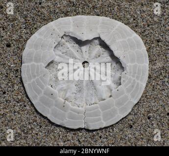 Ein Sanddollar mit einem zerbrochenen Oberteil, das Innere zeigt, das auf einem kalifornischen Strand liegt Stockfoto