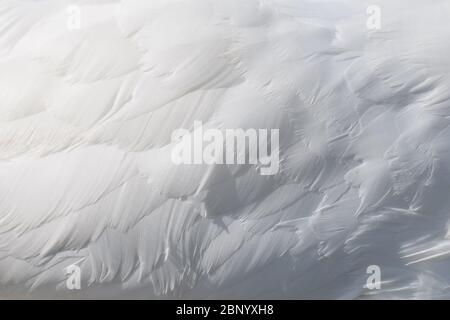 Schneeweißer Schwanenflügel mit Federstruktur Hintergrund Stockfoto