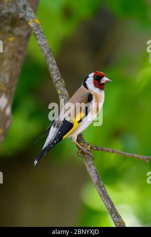 Europäischer Goldfink, Carduelis carduelis, auf Ast sitzend. Männchen von bunten singvogel im Park. Naturszene aus der Natur Stockfoto