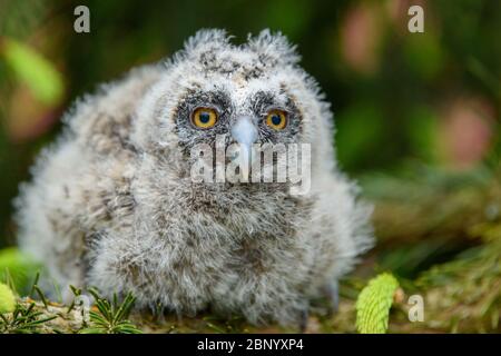 Baby-Langohreule im Wald, auf Baumstamm im Wald Lebensraum sitzen. Schönes kleines Tier in der Natur Stockfoto