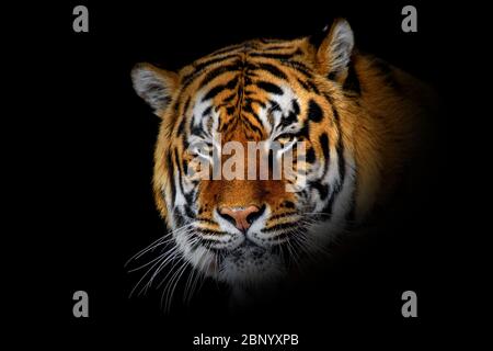 Nahaufnahme des schönen wütenden großen Tigers, isoliert auf schwarzem Hintergrund Stockfoto