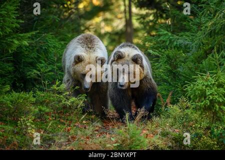 Nahaufnahme zwei große Braunbären im Wald. Gefährliches Tier in natürlicher Umgebung. Wildlife-Szene Stockfoto