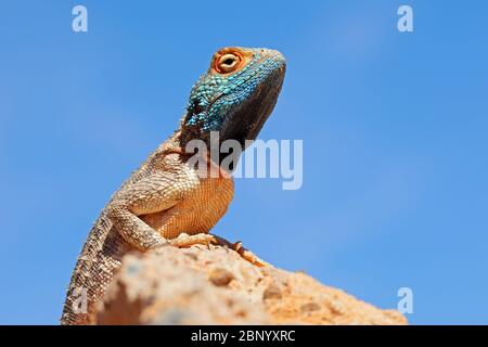 Porträt eines Bodenagamas (Agama aculeata), der auf einem Felsen gegen einen blauen Himmel sitzt, Südafrika Stockfoto