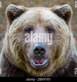 Nahaufnahme Schlaf Braunbär Porträt. Gefahr Tier in der Natur Lebensraum. Großes Säugetier. Wildlife-Szene Stockfoto