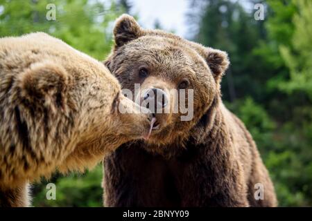 Nahaufnahme Schlaf Braunbär Porträt. Gefahr Tier in der Natur Lebensraum. Großes Säugetier. Wildlife-Szene Stockfoto