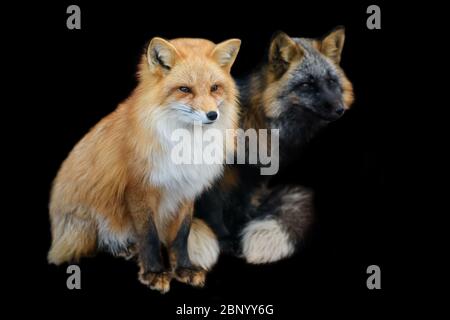 Portrait Rotfuchs, Vulpes vulpes, schönes Tier auf schwarzem Hintergrund. Wildtiere Natur Stockfoto