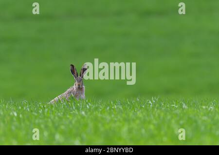 Niedlicher Hase sitzt im Frühlingsgras. Naturszene aus der Natur. Tier auf der Wiese Stockfoto