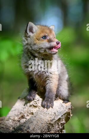 Rotfuchs, Vulpes vulpes, kleines junges Junge im Wald auf Ast. Niedliche kleine wilde Raubtiere in natürlicher Umgebung Stockfoto