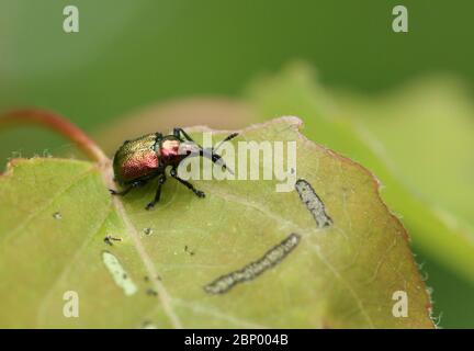 Ein hübsches Blatt rollenden Weevil, Byctiscus populi, auf einem Aspen-Baum Blatt, Populus tremula, im Wald. Stockfoto