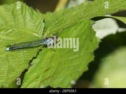 Ein neu aufgetauchtes Männchen Rotaugen-Damselfly, Erythromma najas, das im Frühjahr auf einem Brombeblatt ragt. Stockfoto