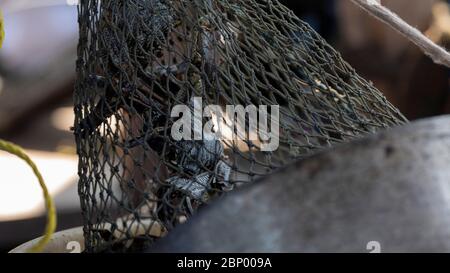 Frische Steinkrabben im schwarzen Netz auf dem Boot Stockfoto