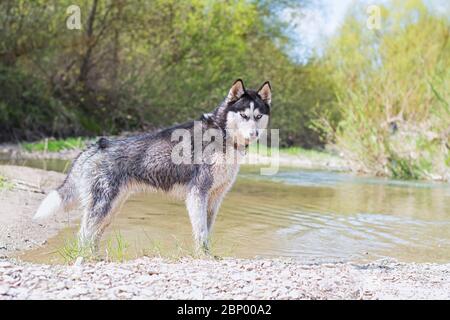 Siberian Husky auf dem Fluss im Wald Stockfoto