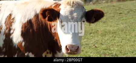 Eine Kuh auf der Weide Stockfoto