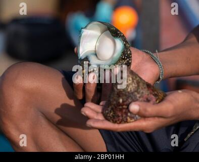 Turbo marmoratus und Niloberschale, eine seltene und teure große Seeschnecke und -Schale im Andamanensee Stockfoto