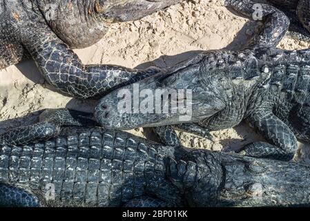 Nahaufnahme der amerikanischen Alligatoren, die im Everglades Holiday Park, Florida, USA, auf dem Sand liegen Stockfoto