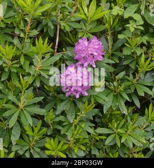 Frühlingsblumen des invasiven Wilden Rhododendron-Strauchs (Rhododendron ponticum), der am Rande eines Waldes wächst in Rural Devon, England, Stockfoto