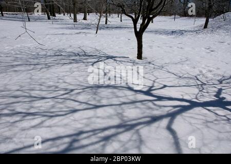 Bäume und Schnee im Niagara Falls State Park in New York USA Stockfoto