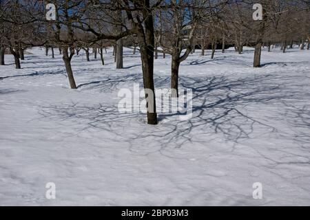 Bäume und Schnee im Niagara Falls State Park in New York USA Stockfoto