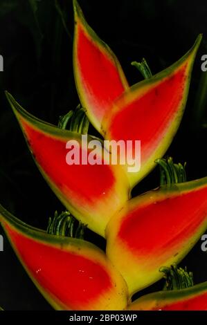 Details über eine farbenfrohe Heliconia-Blume im üppigen Regenwald an der Feldstation von Cana, Nationalpark Darien, Provinz Darien, Republik Panama. Stockfoto