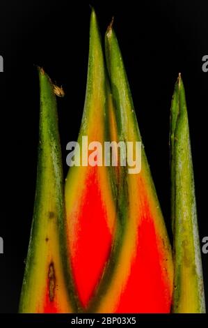 Details über eine farbenfrohe Heliconia-Blume im üppigen Regenwald an der Feldstation von Cana, Nationalpark Darien, Provinz Darien, Republik Panama. Stockfoto