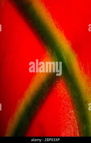 Details über eine farbenfrohe Heliconia-Blume im üppigen Regenwald an der Feldstation von Cana, Nationalpark Darien, Provinz Darien, Republik Panama. Stockfoto