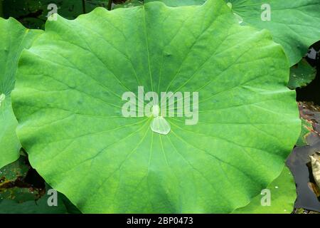 Nelumbo nucifera, auch als Lotuspflanze bekannt, sammelt Tau und Regenwasser in seinen schüsselförmigen Blättern. Stockfoto