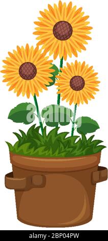 Schöne Sonnenblumen in Topf auf weißem Hintergrund Illustration Stock Vektor