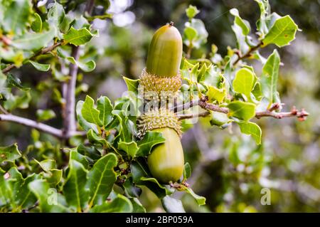 Die Eichel oder Kermes Eiche, Quercus coccifera, ist eine Eiche aus dem Quercus Cerris Abschnitt. Hier eine junge Eichel auf einem Strauch im Wald bei sitia, Lathisi Stockfoto