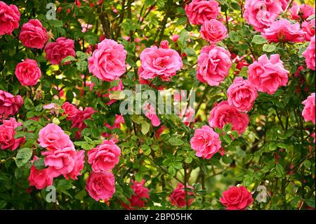 Rosa Rosen im Volksgarten Wien Österreich Stockfoto