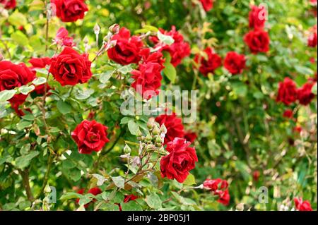 Rote Rosen im Volksgarten Wien Österreich Stockfoto