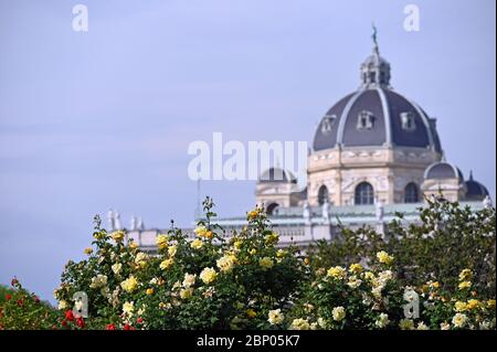 Gelbe Rosen im Volksgarten Wien Österreich Stockfoto